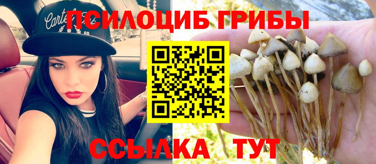 Обь  Псилоцибиновые грибы Psilocybine cubensis  Вход с VPN 